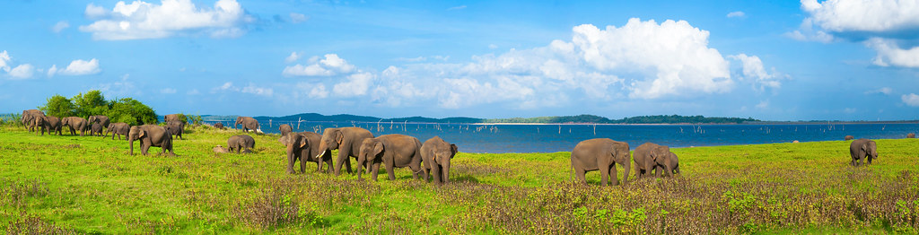 Elephants in Kaudulla National Park by Jonybraker, on Flickr