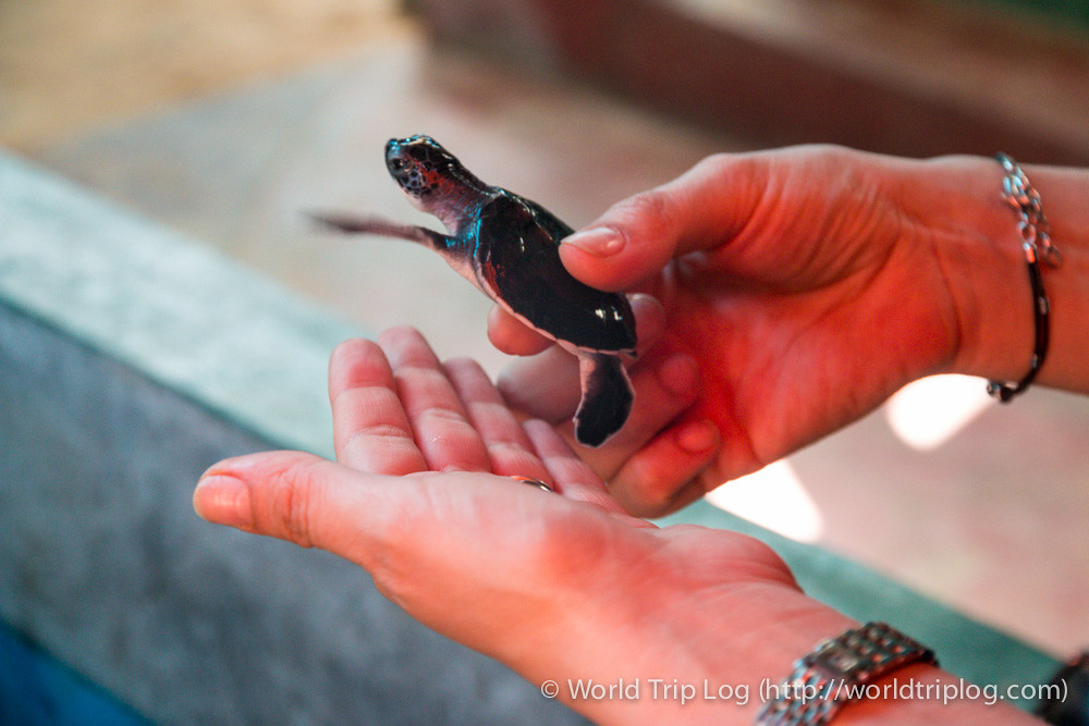 Kosgoda Sea Turtle Hatchery – Sri Lank by ctrlaltdileep, on Flickr