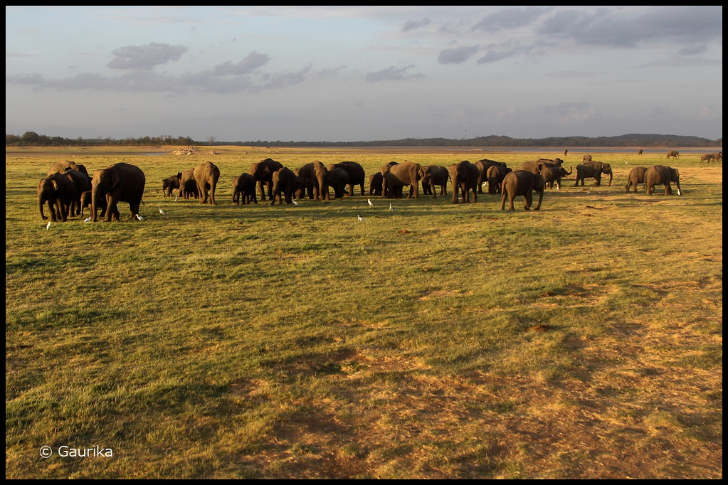Elephants @ Minneriya National Park by GaurikaW, on Flickr