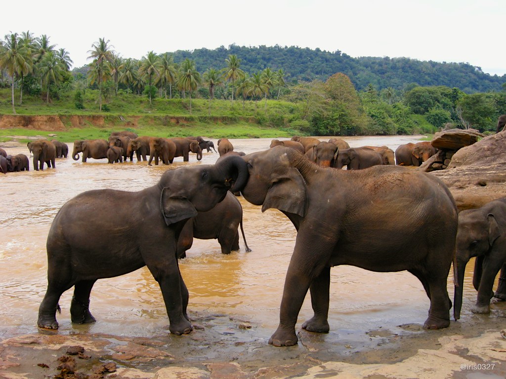 Pinnawala Elephant Orphanage by iris0327, on Flickr