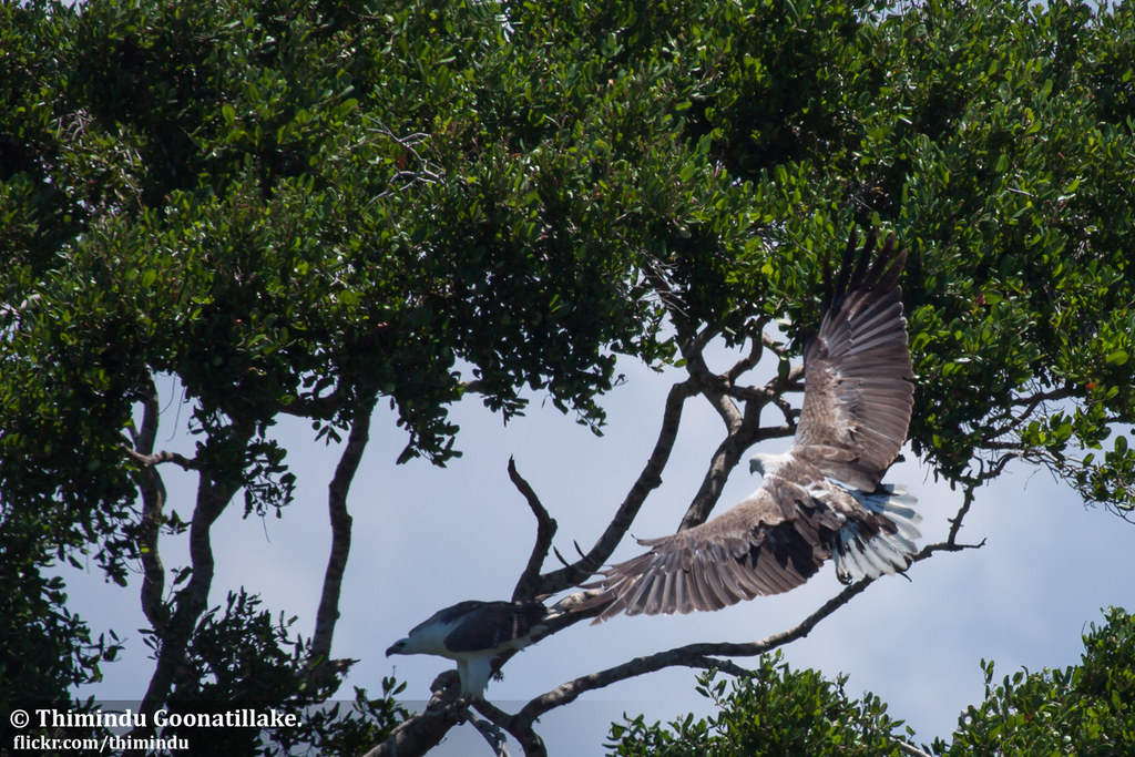 Spread your wings by Thimindu, on Flickr