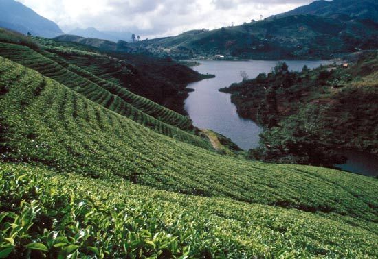 Tea Plantations in Hill Country